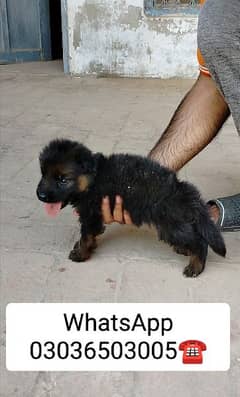 German Shepherd Long Coat Male Pup for sale. WhatsApp In Pictures