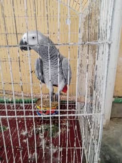 GRAY PARROT