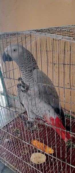 GRAY PARROT 1