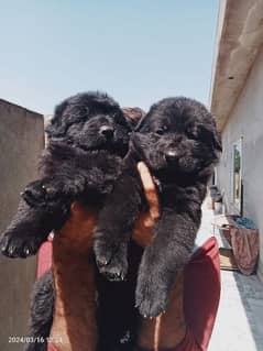 Black German shepherd  puppies available for sale with mother