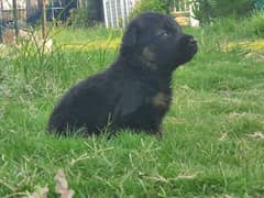 German shepherds puppies