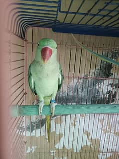 Raw parrot for sale