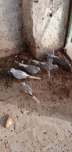 36 diamond dove full colony for sale