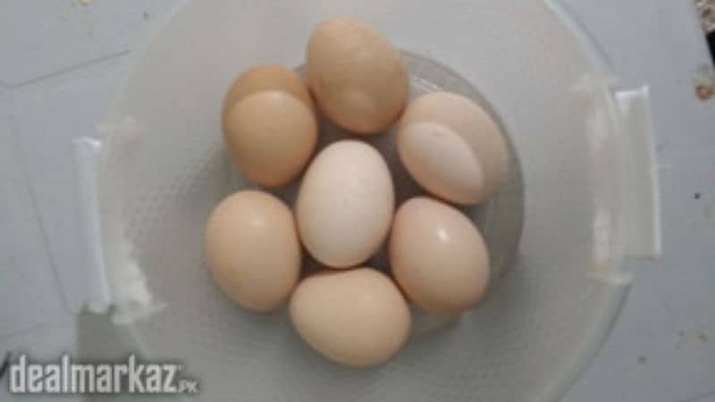 fertile     Egg Aseal hen egg 1