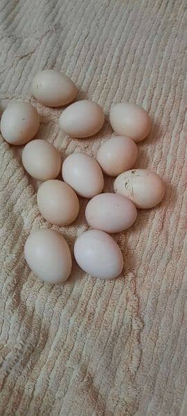 fertile     Egg Aseal hen egg 2