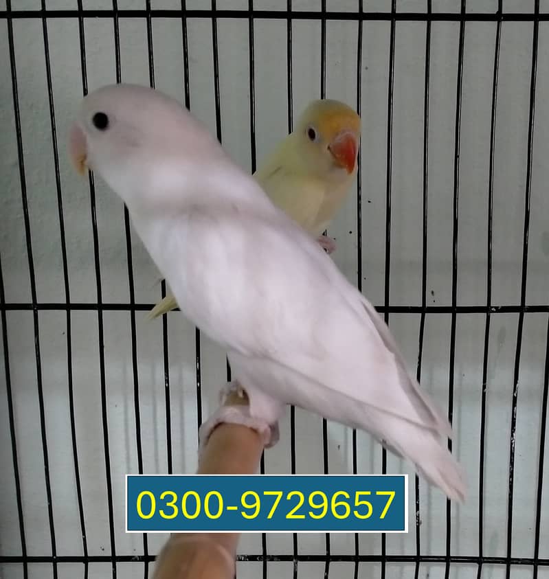 Love Birds Albino Blacky Eye / Blue Pastel ino 0