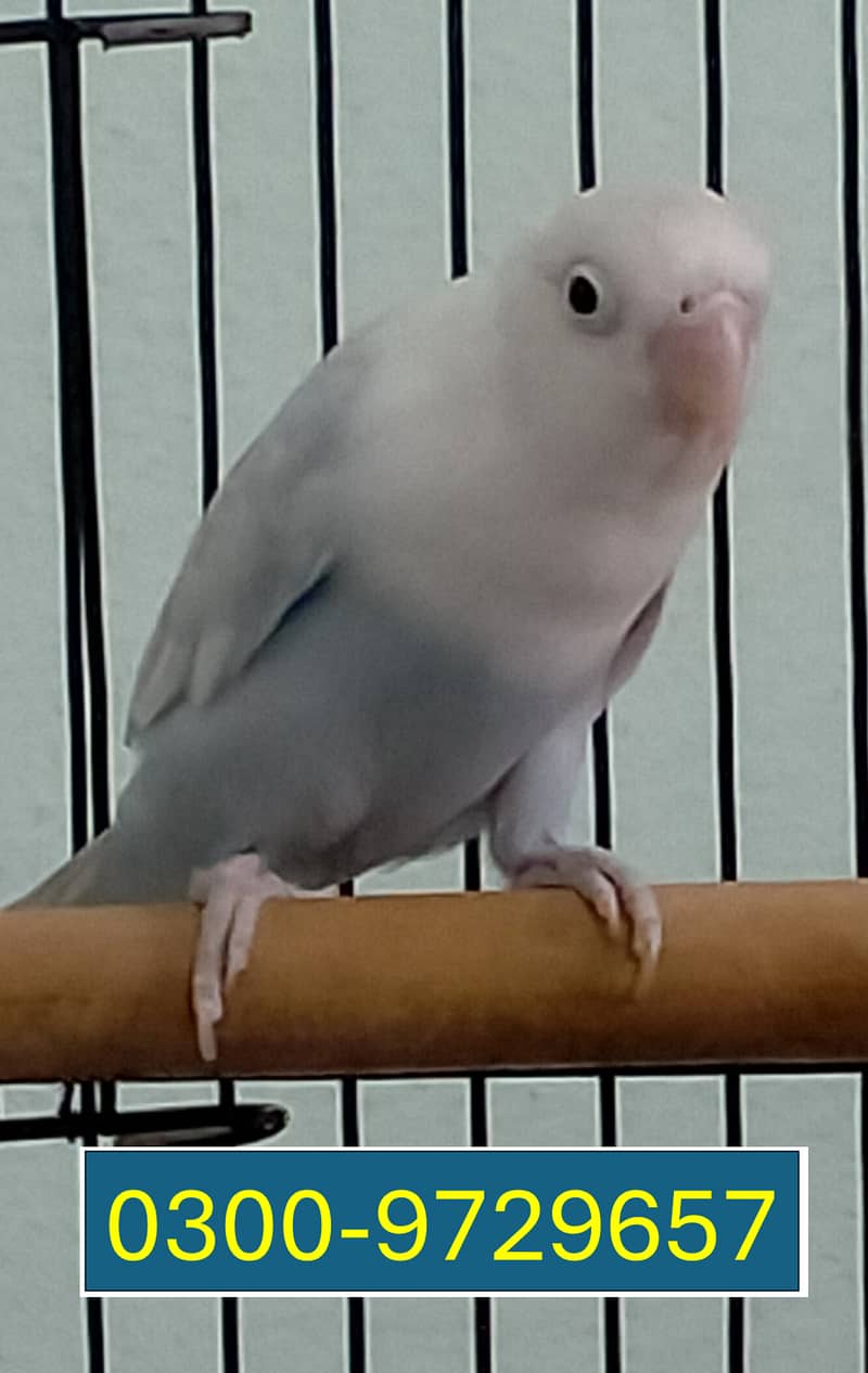 Love Birds Albino Blacky Eye / Blue Pastel ino 1