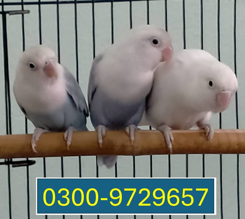 Love Birds Albino Blacky Eye / Blue Pastel ino 3