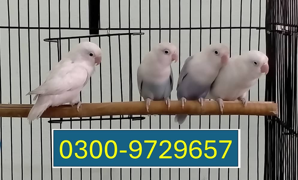 Love Birds Albino Blacky Eye / Blue Pastel ino 4