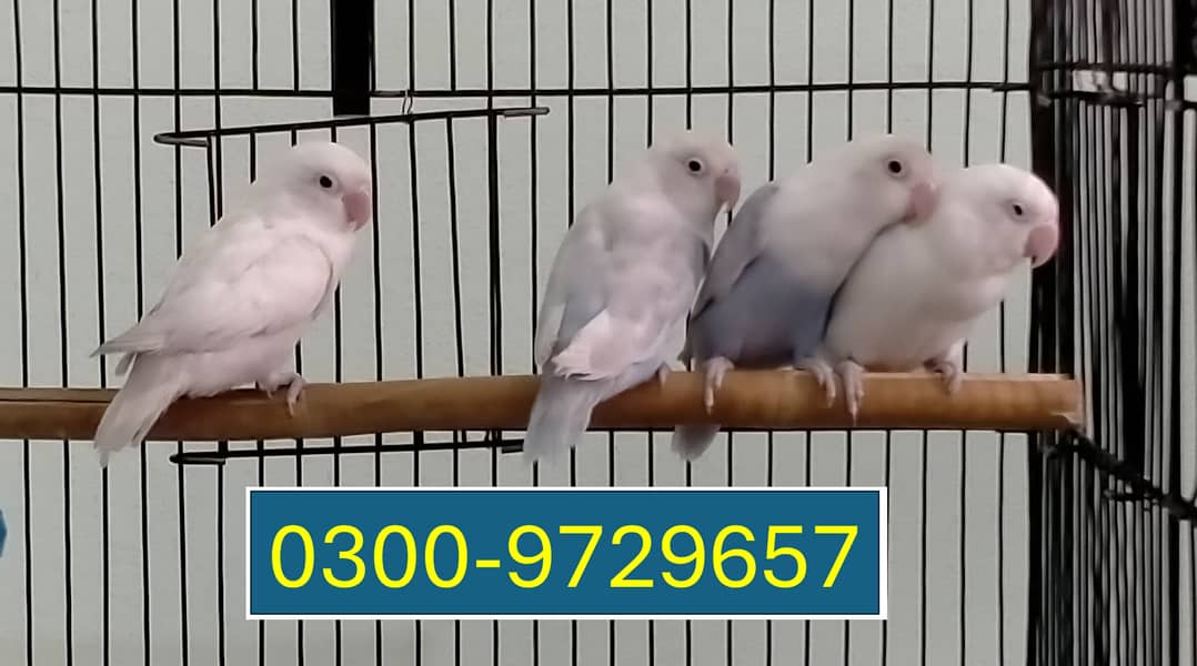 Love Birds Albino Blacky Eye / Blue Pastel ino 5