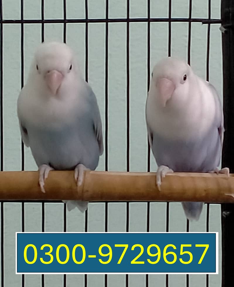 Love Birds Albino Blacky Eye / Blue Pastel ino 8