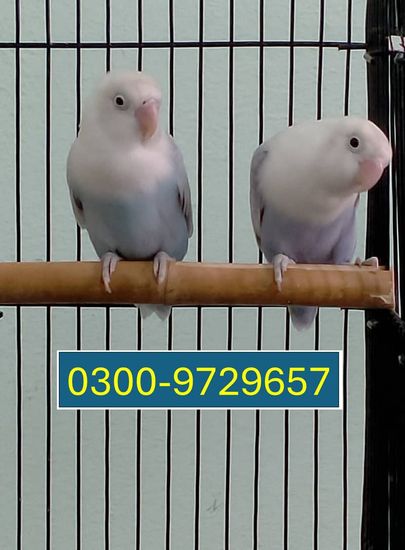 Love Birds Albino Blacky Eye / Blue Pastel ino 9