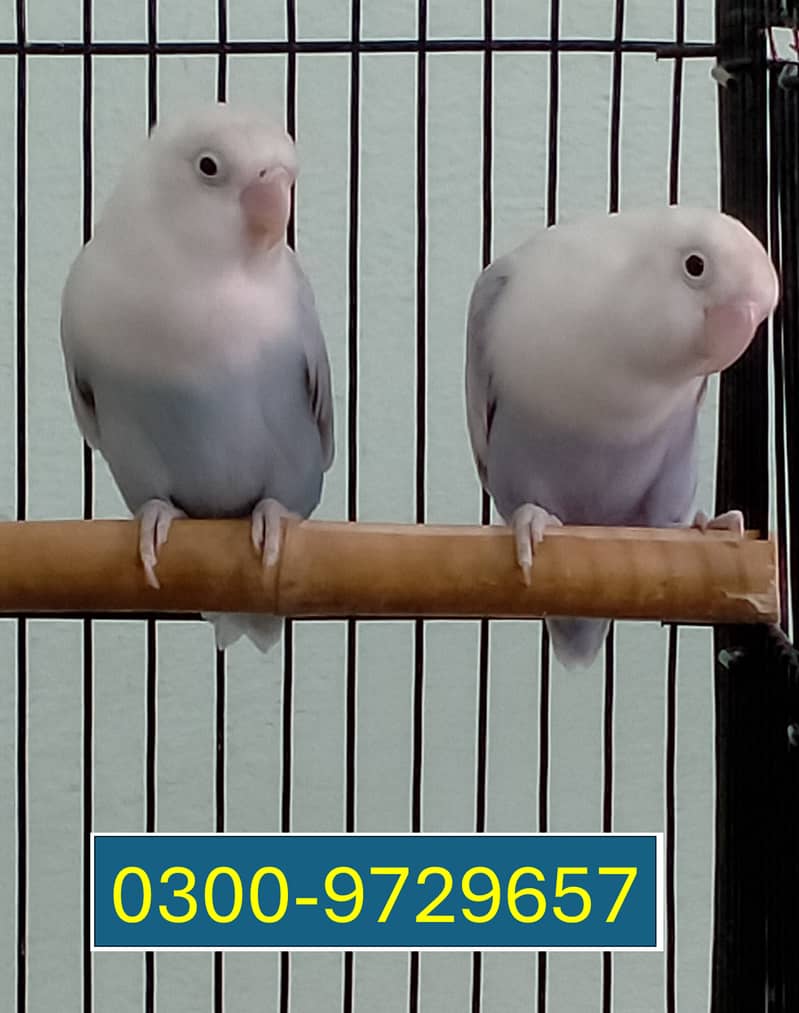 Love Birds Albino Blacky Eye / Blue Pastel ino 10