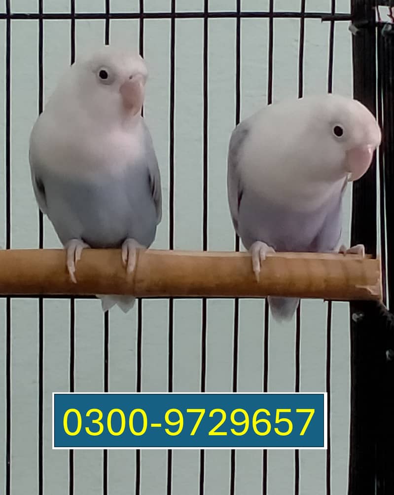 Love Birds Albino Blacky Eye / Blue Pastel ino 11