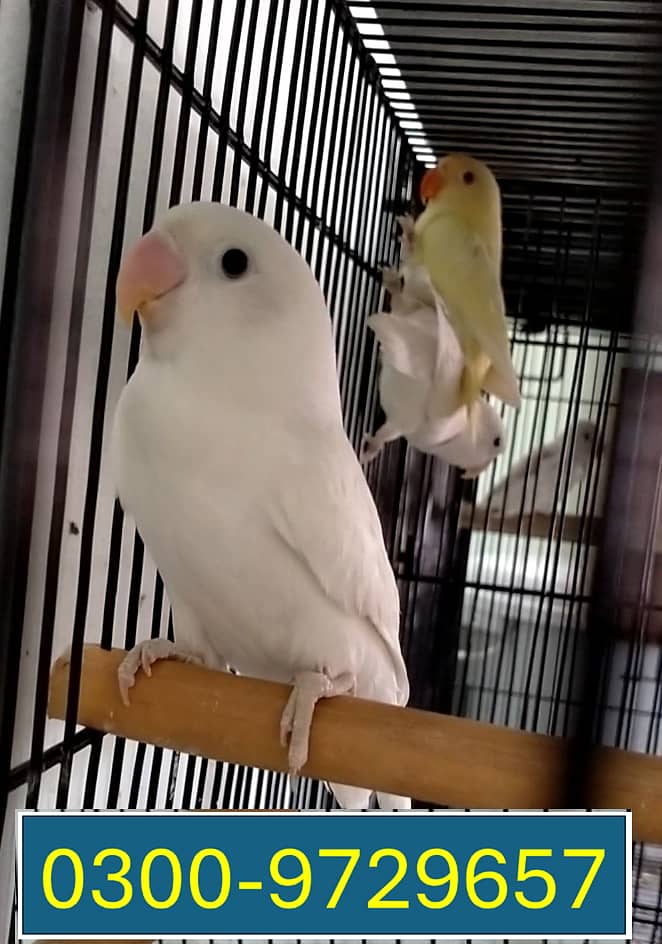 Love Birds Albino Blacky Eye / Blue Pastel ino 12