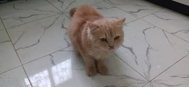 Persian male cat long coat