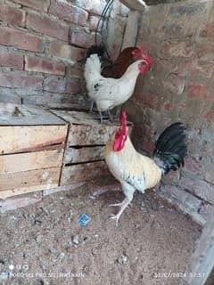 Hens pair for sale quantity 3