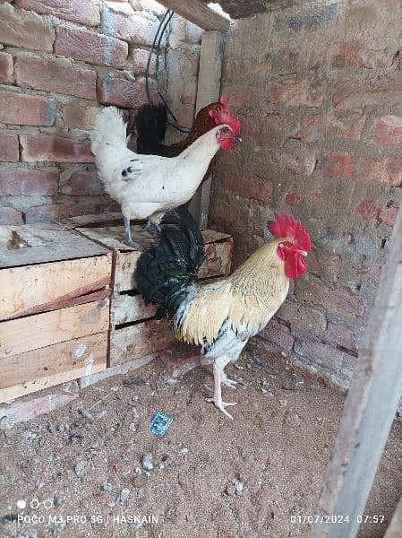 Hens pair for sale quantity 3 1
