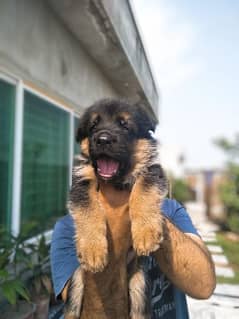 German shepherd / black German puppies available for sale