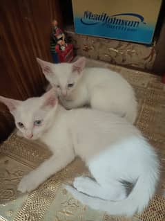 Pair of persian kittens