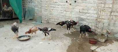 Aseel hens with chicks and Aseel pathy for sale