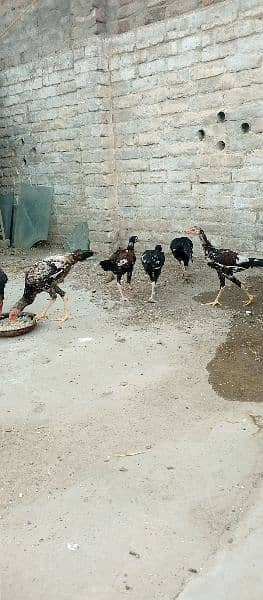 Aseel hens with chicks and Aseel pathy for sale 1