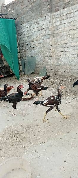 Aseel hens with chicks and Aseel pathy for sale 4