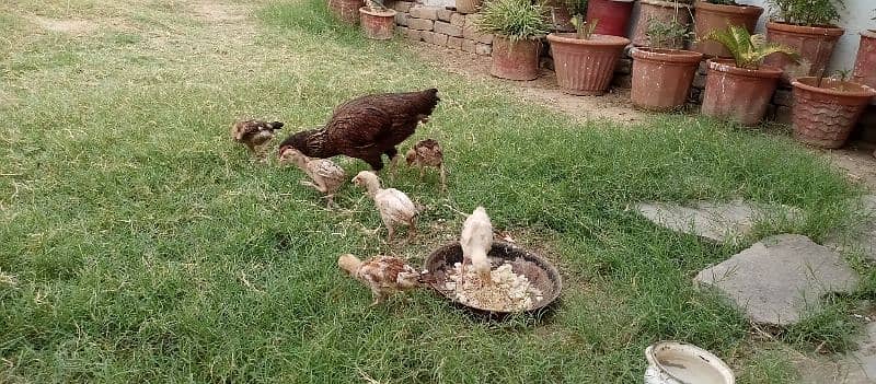 Aseel hens with chicks and Aseel pathy for sale 6
