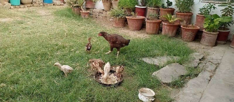 Aseel hens with chicks and Aseel pathy for sale 8