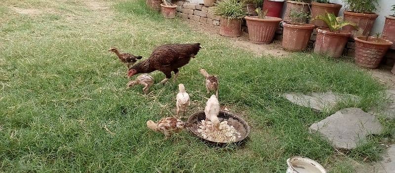 Aseel hens with chicks and Aseel pathy for sale 9