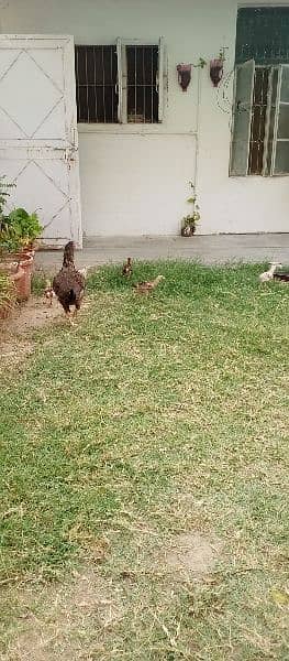Aseel hens with chicks and Aseel pathy for sale 10