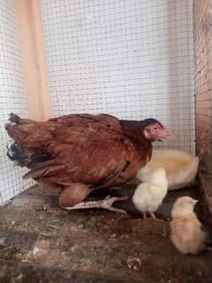 aseel hen with two bentum chicks