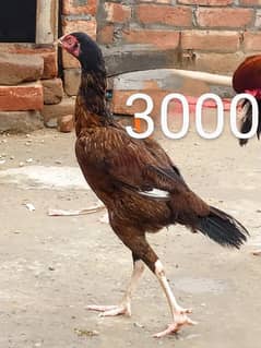 Aseel lakha Murga+ 3Sindhi hens and 1 hera hen