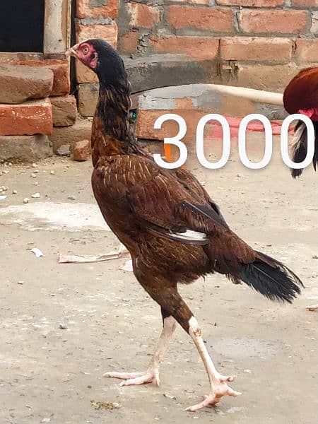 Aseel lakha Murga+ 3Sindhi hens and 1 hera hen 0