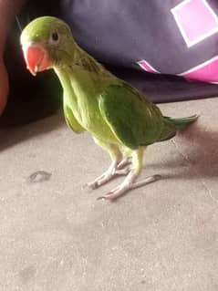 green ring neck chick