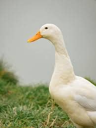 white duck long neck