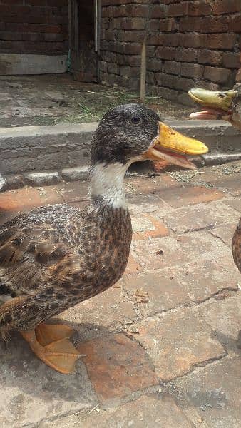 ducks, male ducks, low price duck. 1