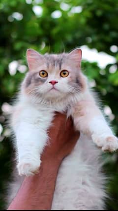 Female cat - pershian cat