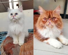 Beautiful Pure Peki & Ex Punch face 8 months Kitten pair