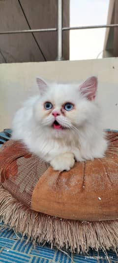 Beautiful Ex Punch face Persian female 9 months Kitten cat