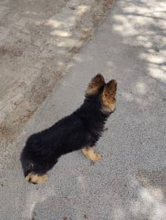 German shepherd puppy looking for new home