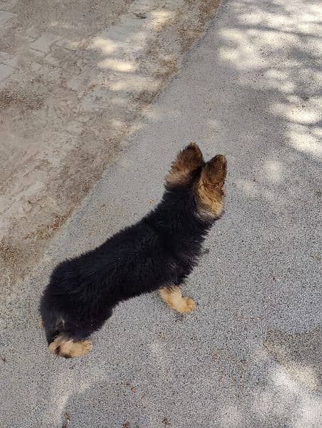 German shepherd puppy looking for new home 0