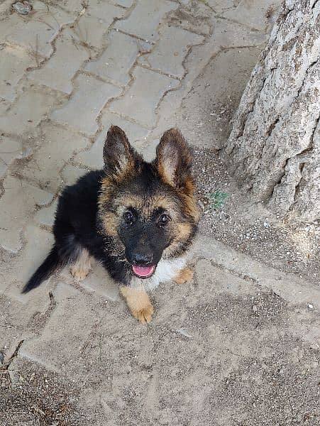 German shepherd puppy looking for new home 1