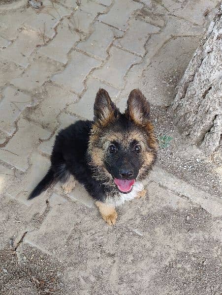 German shepherd puppy looking for new home 2