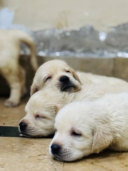 Labrador Pups Show Quality 1