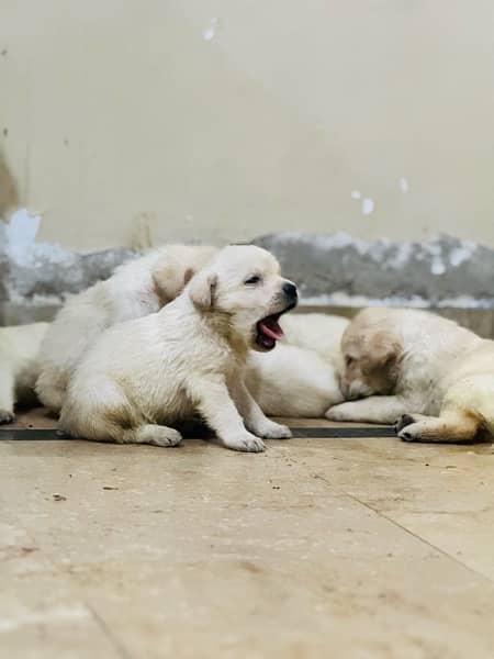 Labrador Pups Show Quality 5