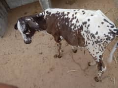 baby cow 0