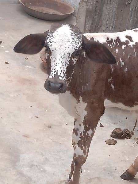 baby cow 1