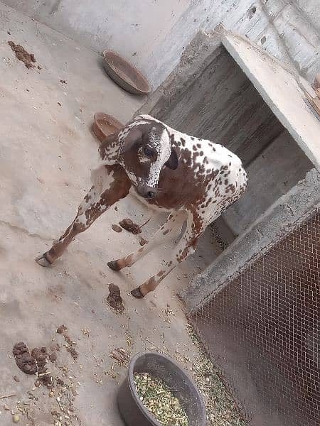 baby cow 2