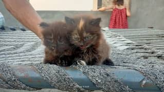 persian black tripple coated kitten